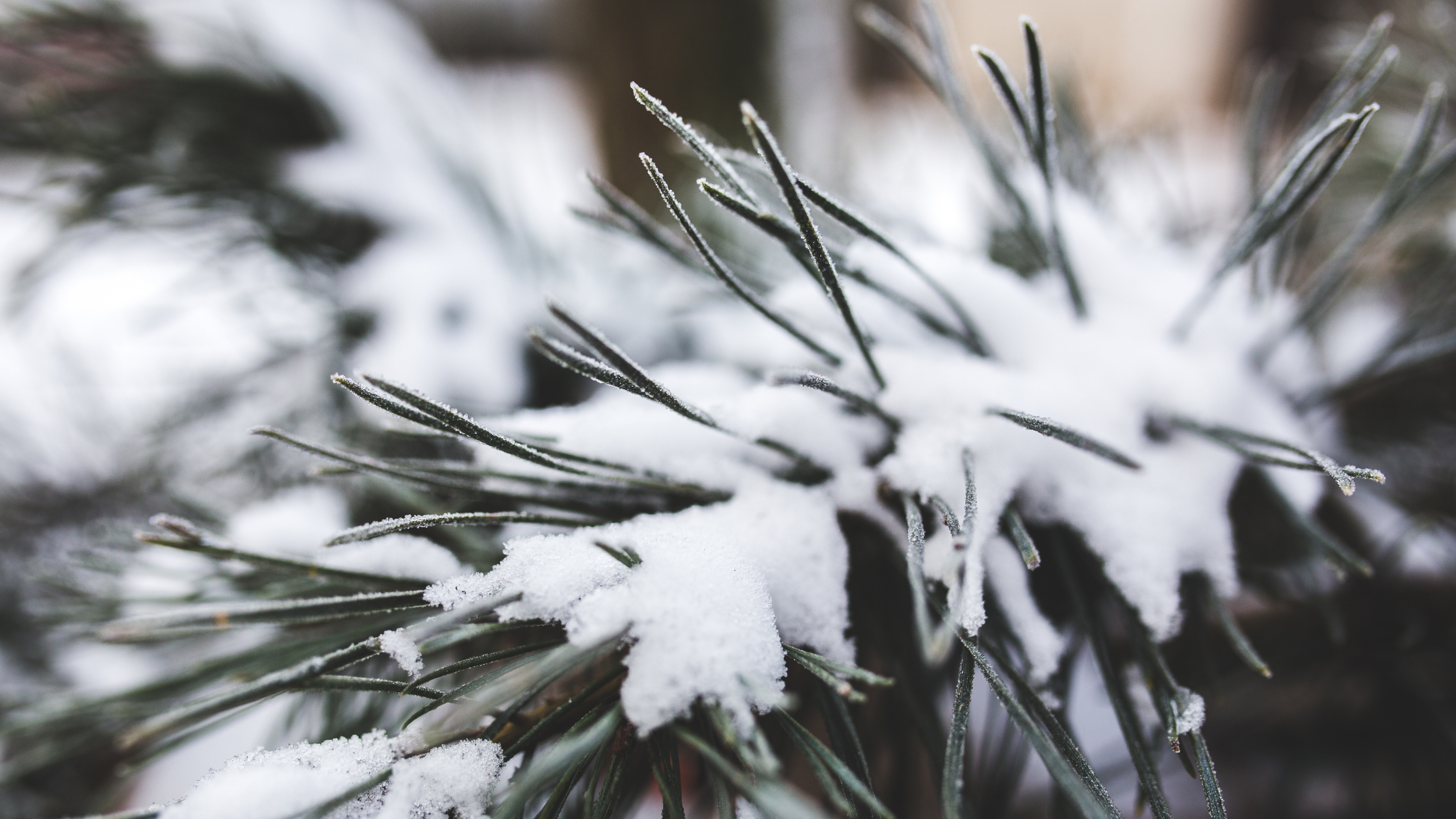 Down Jacket vs. Puffer Jacket: Which Is Better?