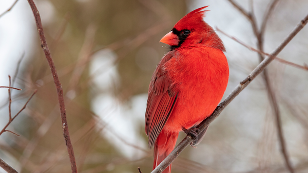 A cardinal perches in a tree in winter. | Hats for birdwatching | Heat Holders®