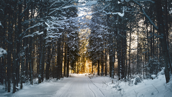 Snowy road in the forest. Heat Holders® Puffer Jackets.
