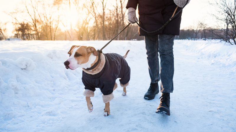 Essential Gear for Winter Dog Walking: The Best Gloves to Keep You Warm